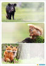 Animaux de la forêt