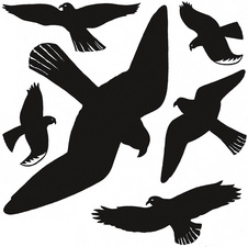 Oiseaux de vitres, noir