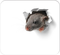 Bloc tapis de souris "Souriceau"