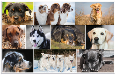 Motif: Chiens, verso
