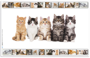 Motif: Chats, recto