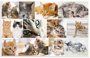 Motif: Chats, verso