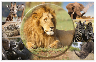 Motif: Animaux d'Afrique, recto