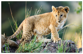 Motif: Animaux d'Afrique, verso
