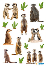 Suricates