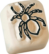 "Spinne"