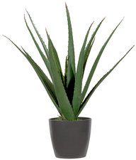 Plante artificielle "aloe vera"