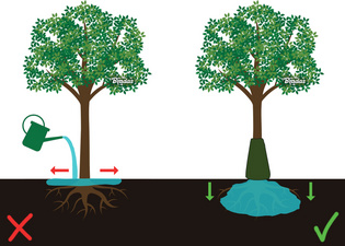 Pour une irrigation en profondeur